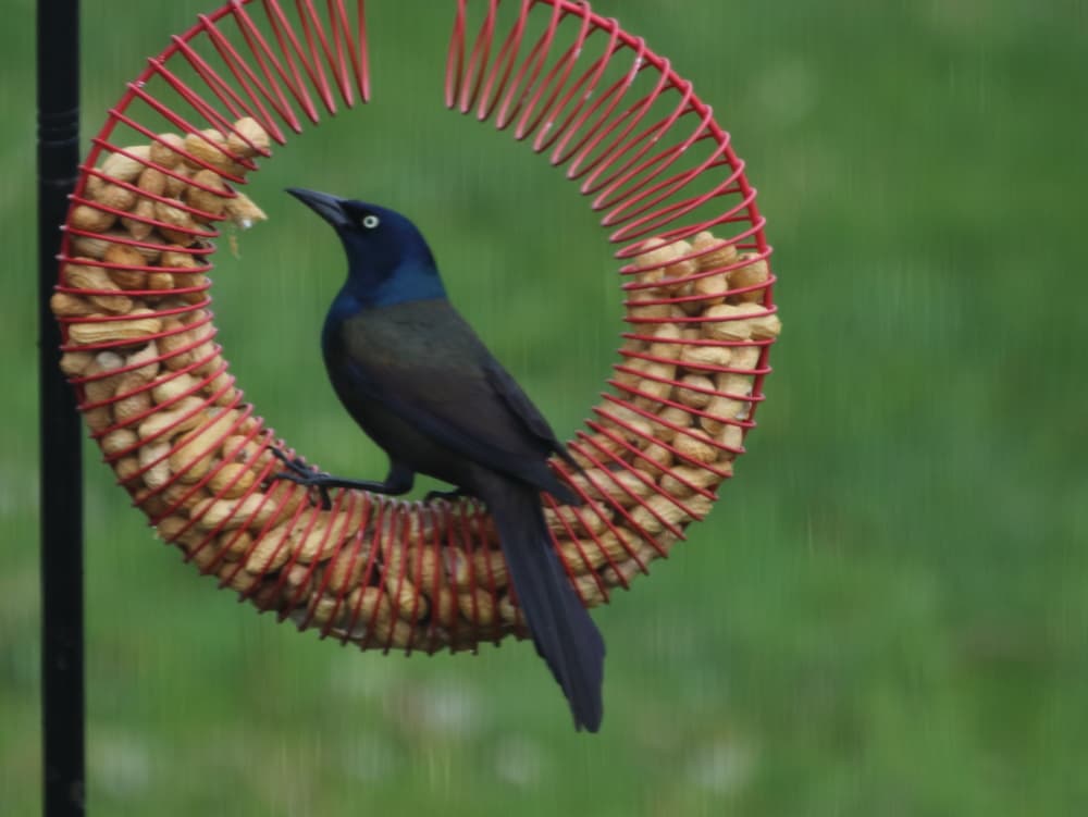 Common Grackle on the peanut feeder ring