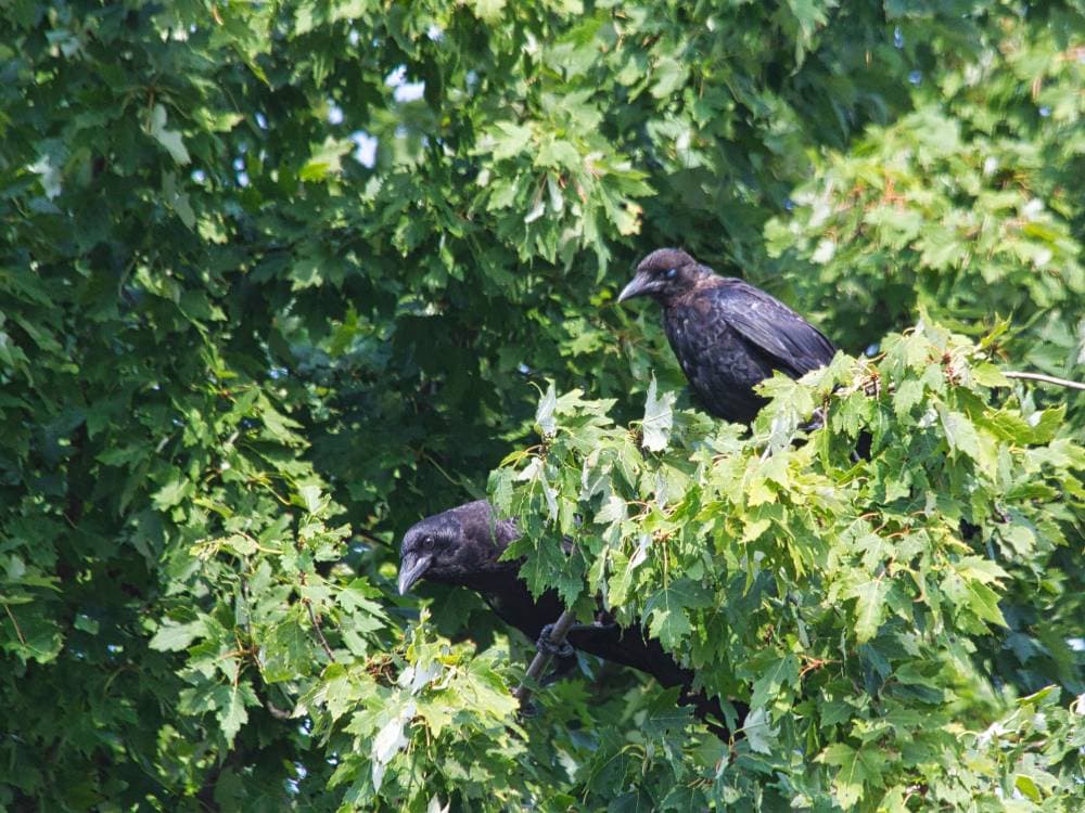 Two crows in a tree