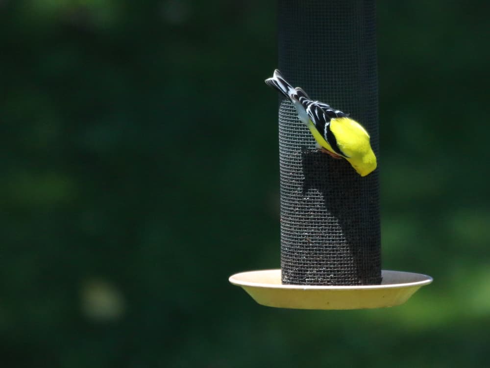 American Goldfinch on a nyjer feeder