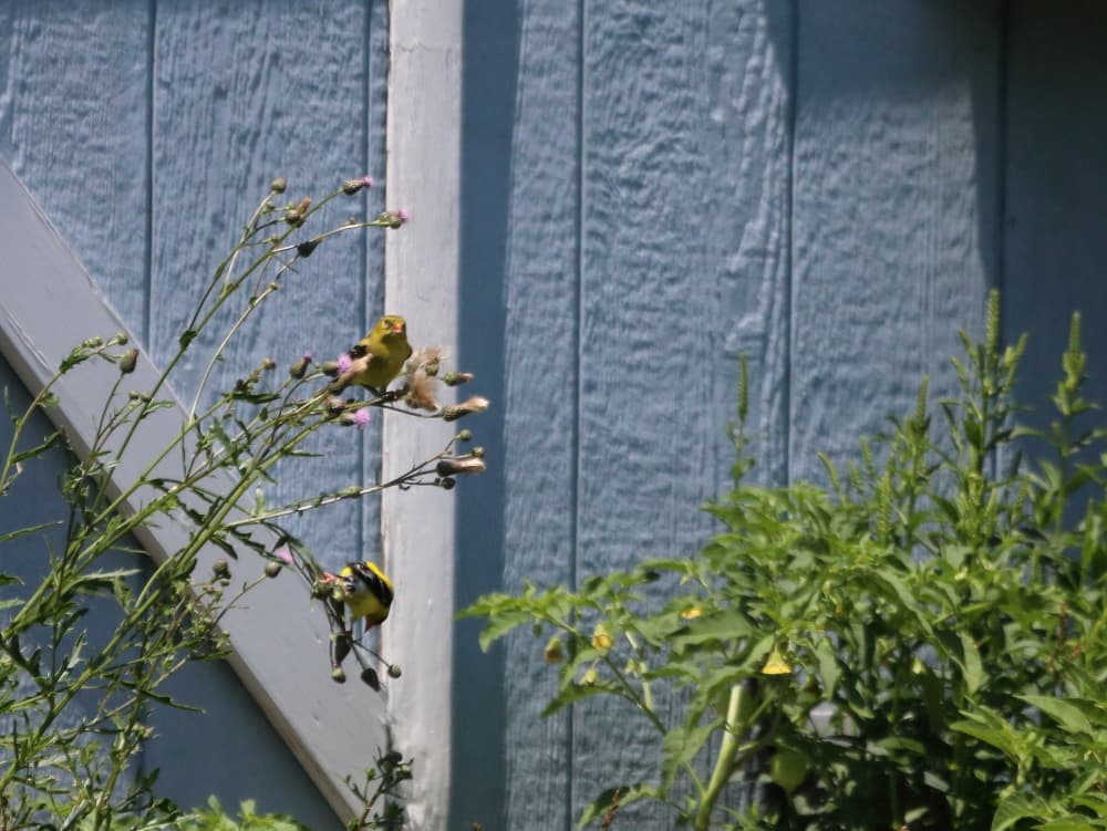 American Goldfinches on a thistle