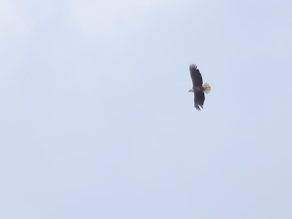 Lone Bald Eagle in flight