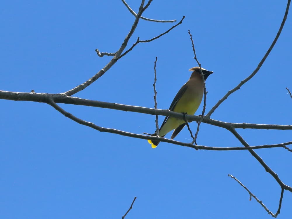 A backyard bird