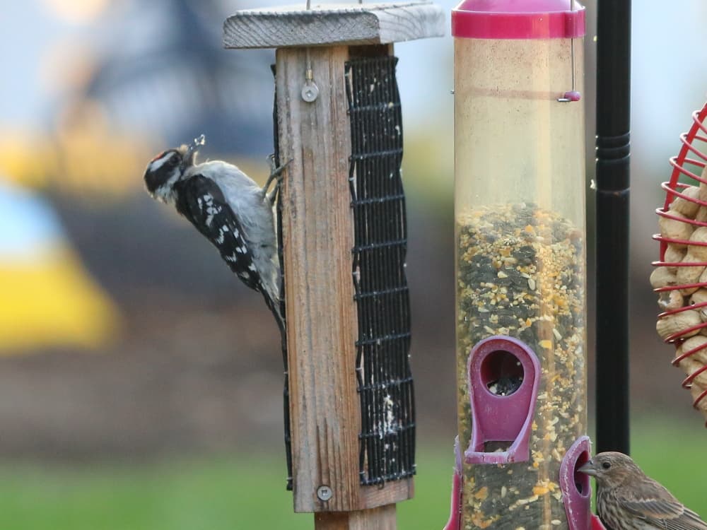 A Downy Woodpecker on the suet feeder