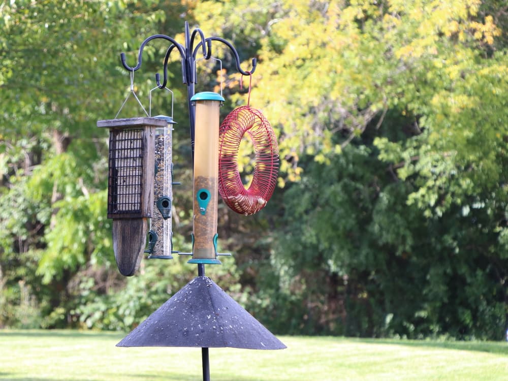 A pole with 4 backyard bird feeders