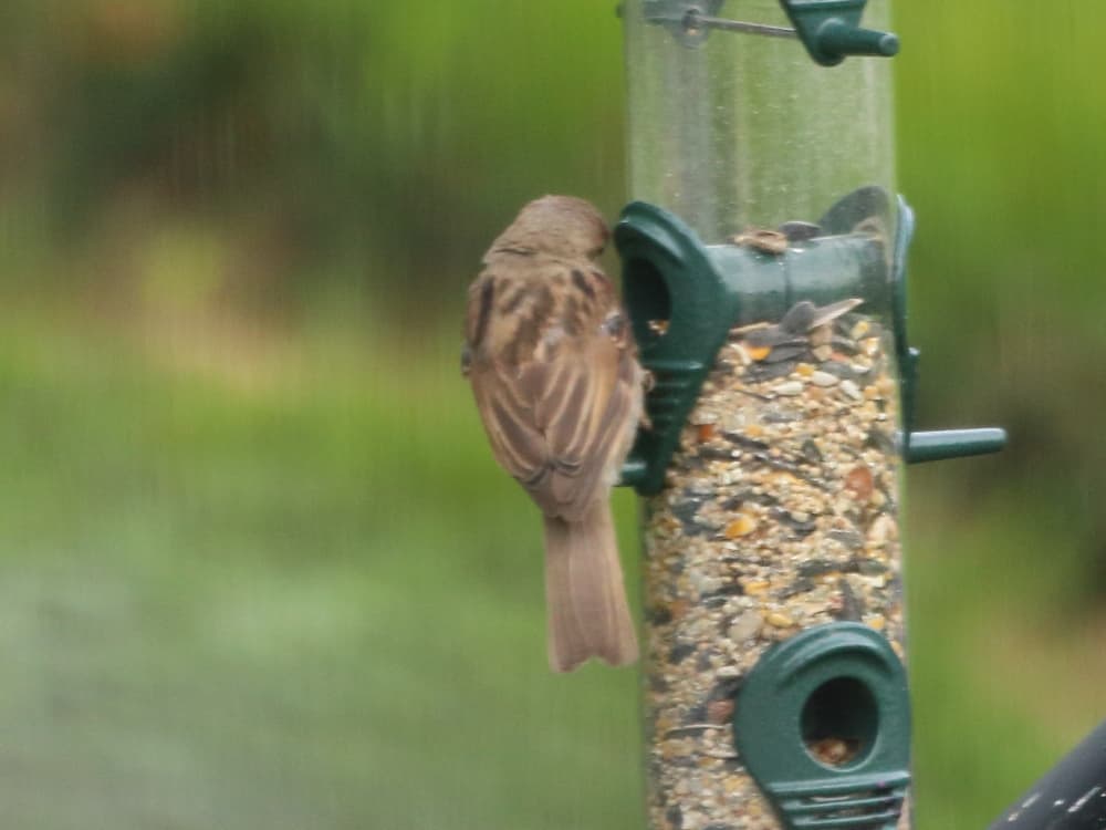 The back side of a female House Sparrow