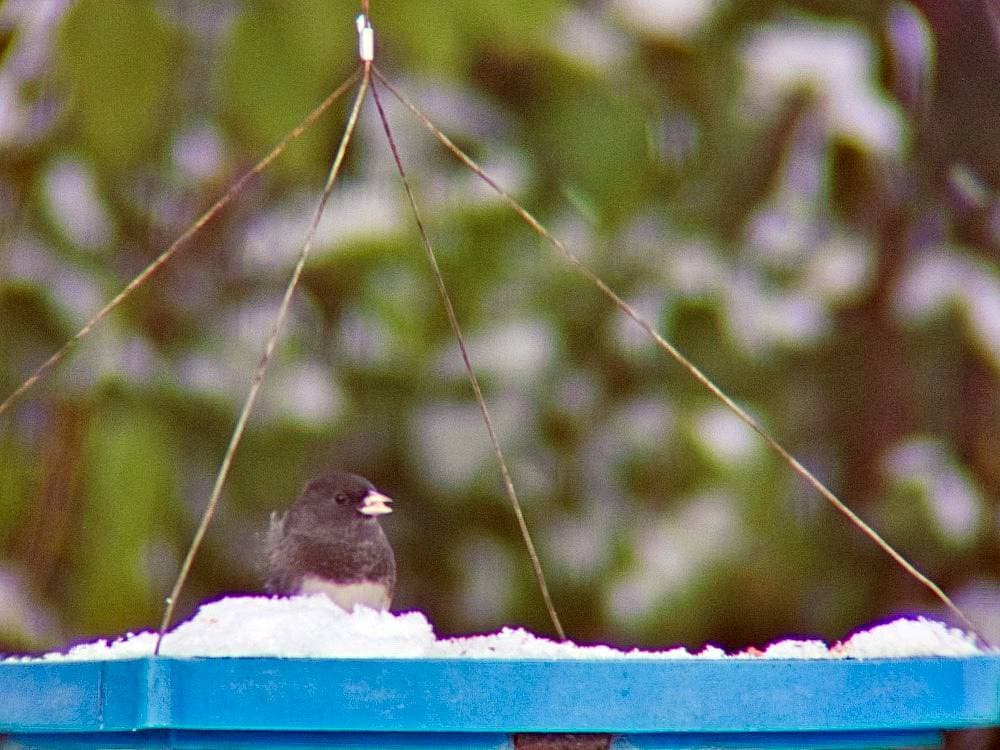 Junco on the box feeder in winter