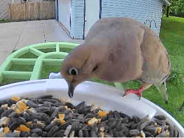 Mourning Dove on camera feeder