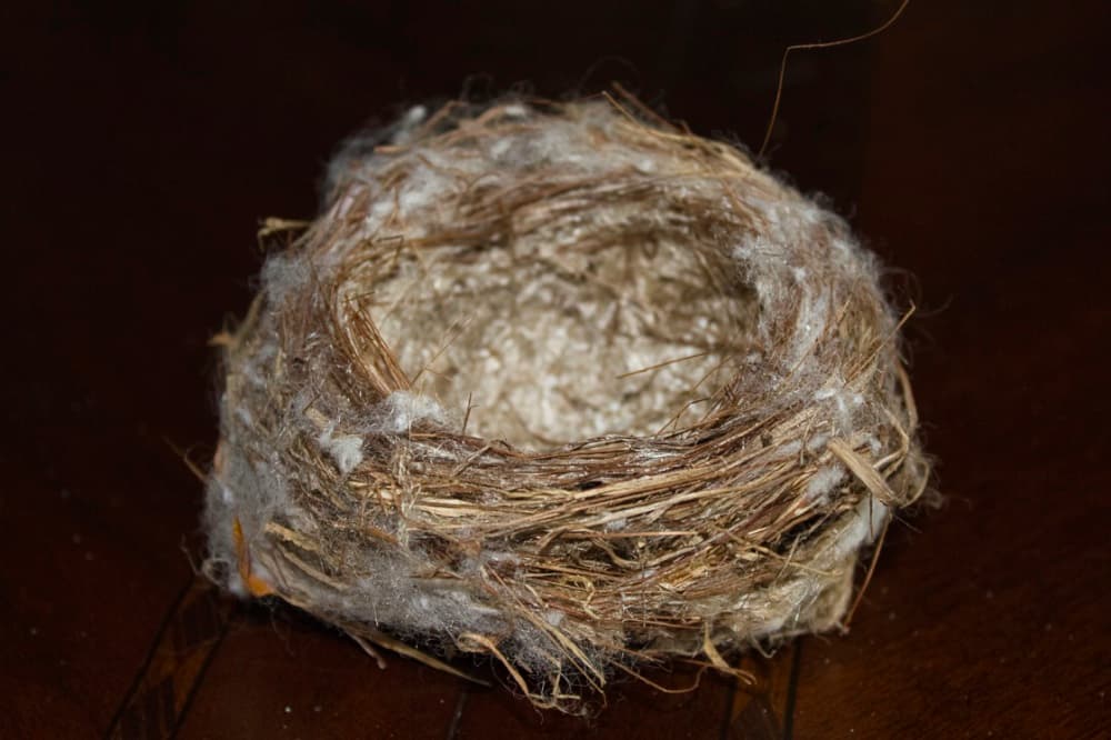 An empty nest