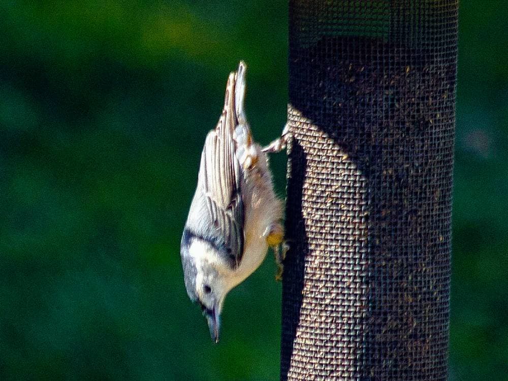 White-breasted Nuthatch head down on nyjer feeder