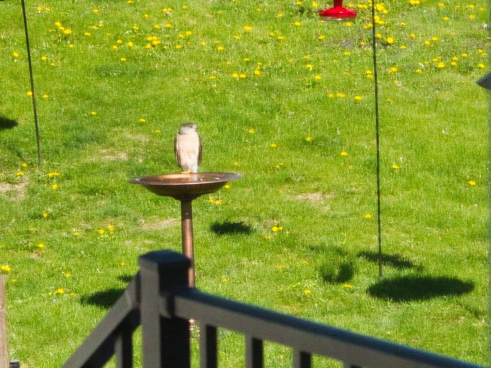 Red-tailed Hawk on bird bath