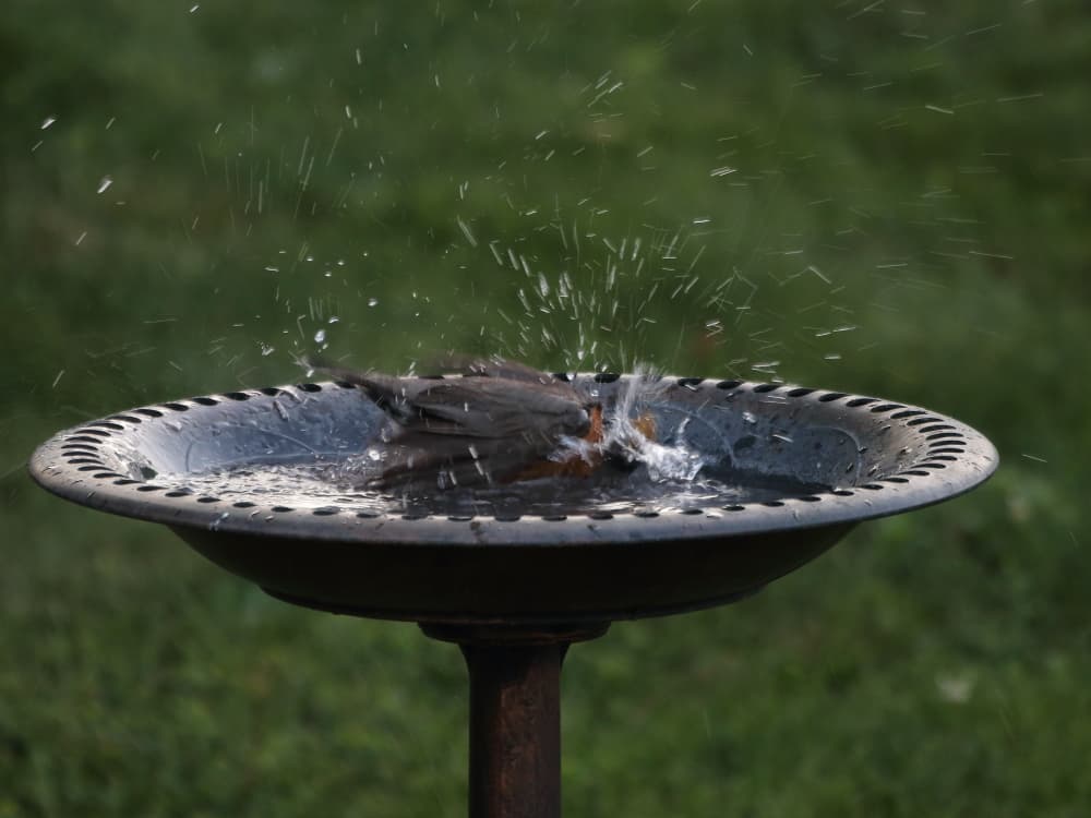 A Robin taking a bath