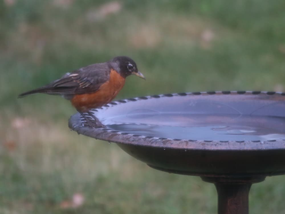 An American Robin standing on the edge of a bird bath