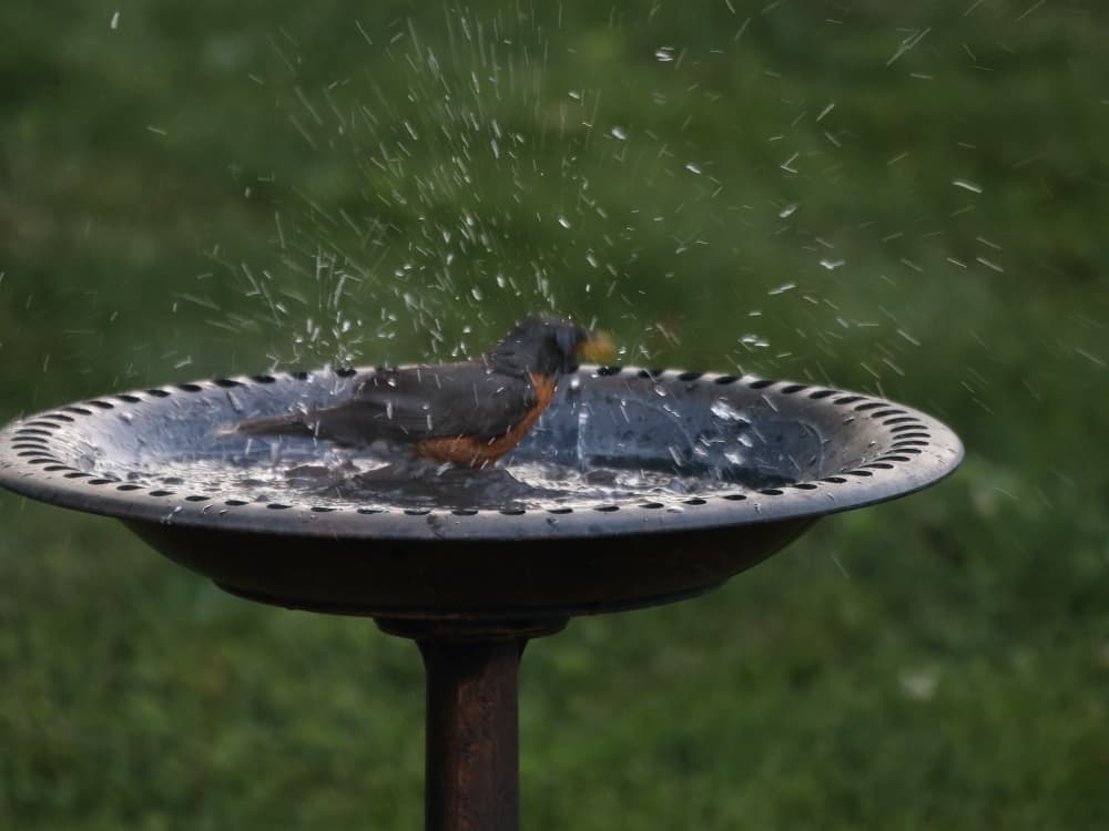 Robin shaking off water in a bird bath