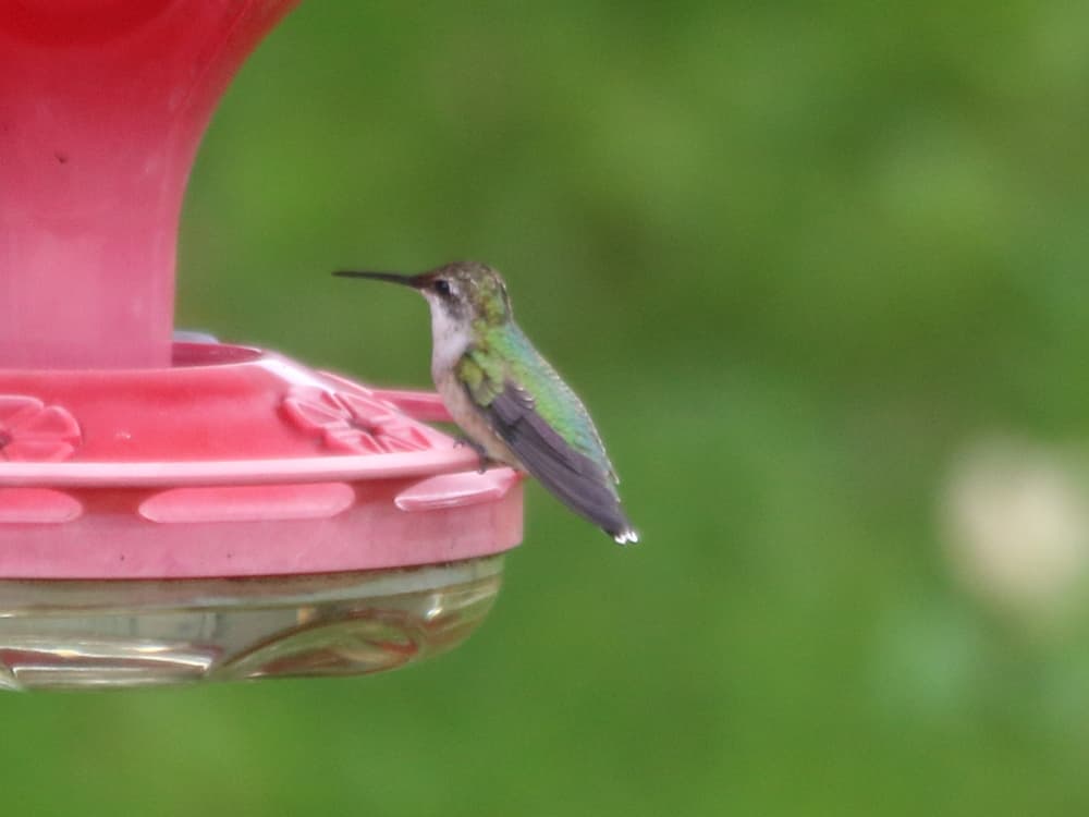 A Ruby-throated Hummingbird perching on a feeder