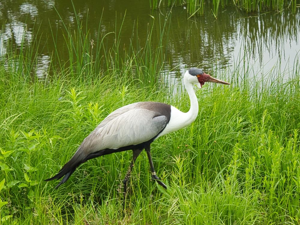 A backyard bird