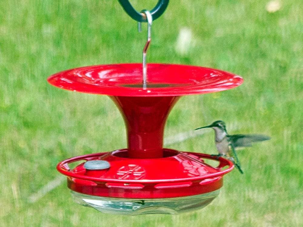 Ruby-throated Hummingbird at the feeder
