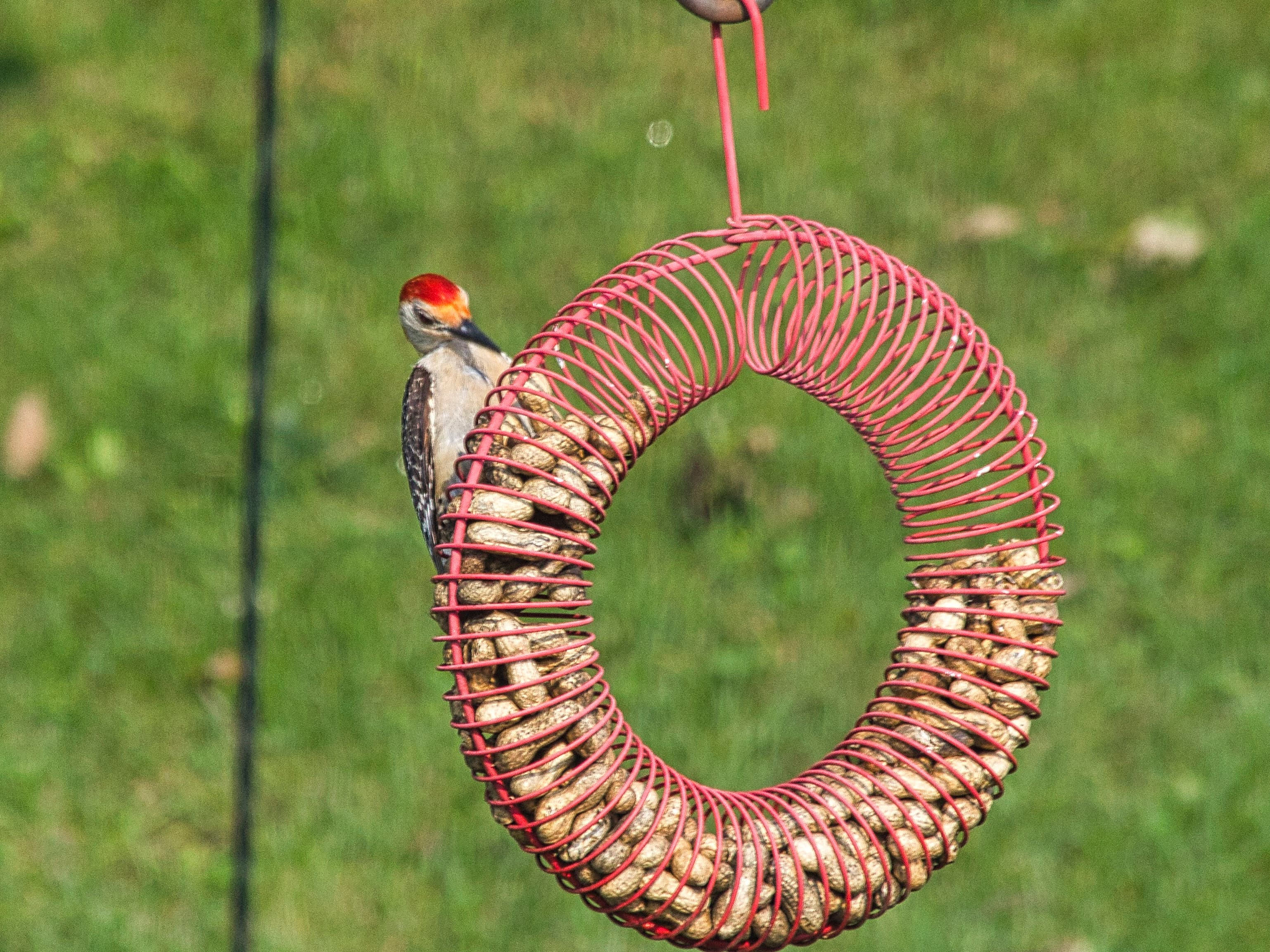 Red-bellied Woodpecker on the peanut feeder